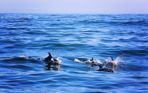 Dolphins_galore