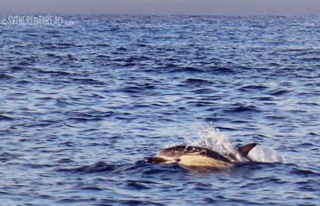 Monterey_Dolphin