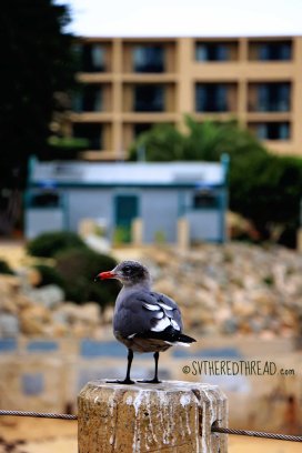 Monterey_Gull