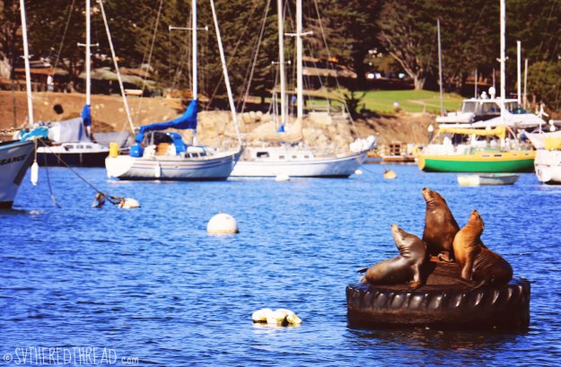Monterey_Sea lion serenade