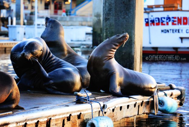 Monterey_Sea lions