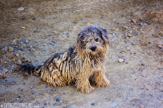 #Bahia de Tortugas_Dredlock doggie