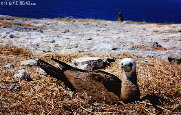 #Isla Isabela_Brown footed boobie1