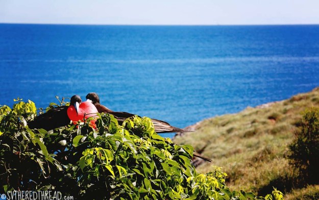 #Isla Isabela_Frigate love