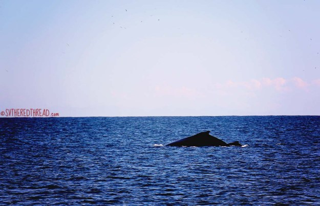 #Isla Isabela_Humpback mama and calf
