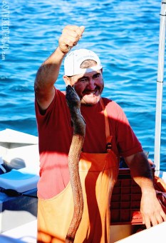 #Isla Isabela_Sea snake