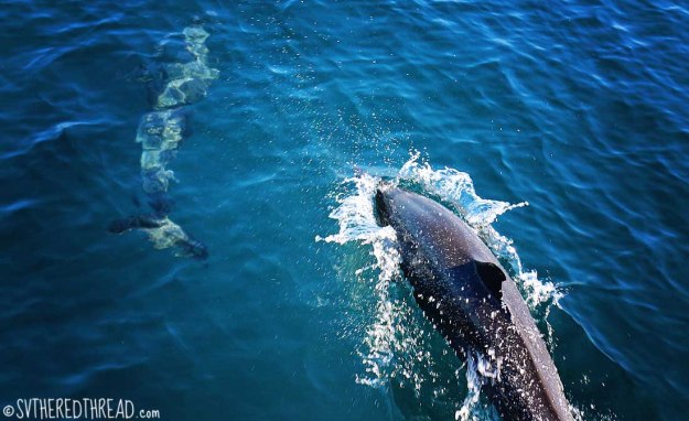 #Passage to Mazatlan_Dolphins dancing
