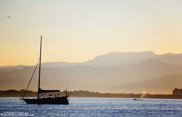 #La Cruz_Humpback in the anchorage