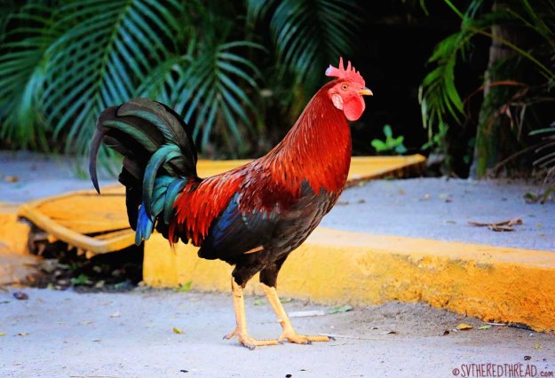 #La Cruz_Rooster