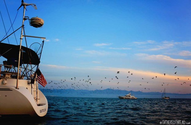 #La Cruz_Birds beyond