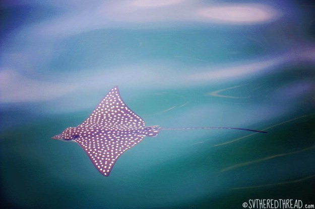 #Manzanillo_Spotted eagle ray