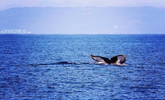 #Passage to Chacala_Whale fluke2