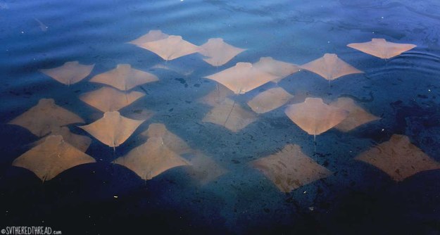 #Chiapas_Stingrays