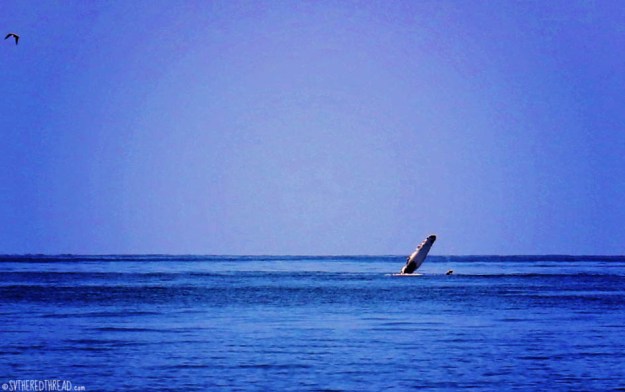 #Passage to Chiapas_Humpback2