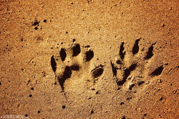 #Bahia Iguanita_Monkey paws