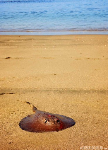 #Bahia Iguanita_Round stingray