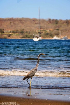 #Bahia Iguanita_Tri-colored heron3