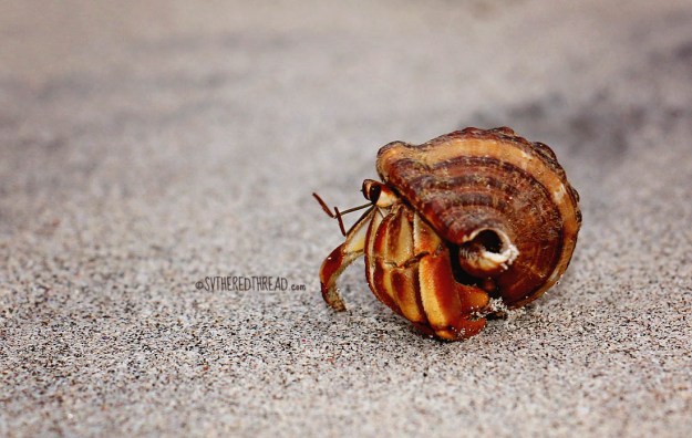 #Bahia Huevos_Hermit3