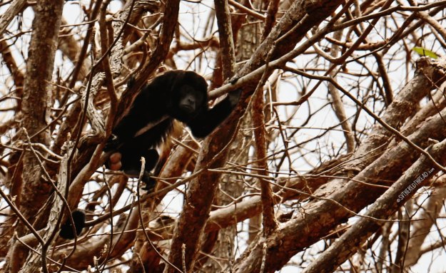 #Bahia Huevos_Howler monkey2