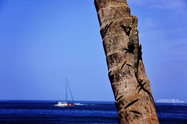 #Playa Hermosa_Lizard lookout