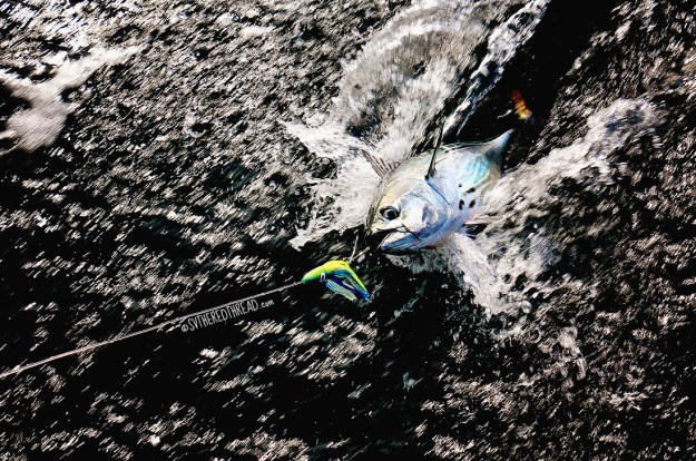 #Passage_Skipjack on the hook