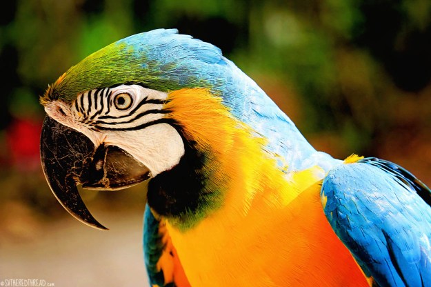 #Macaw Mountain_Blue and gold macaw1