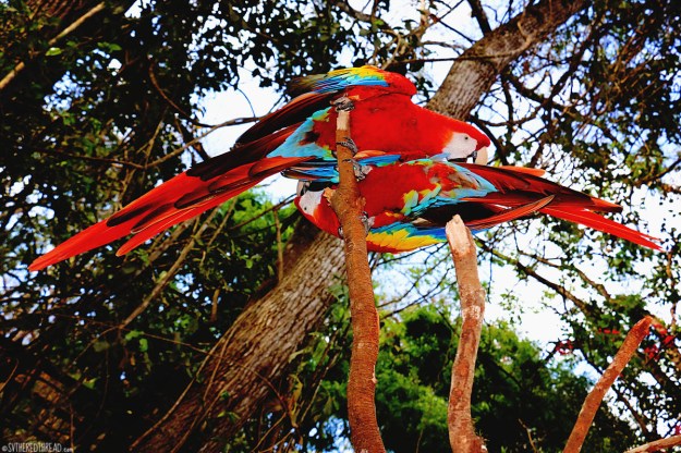#Macaw Mountain_Scarlet macaw duo
