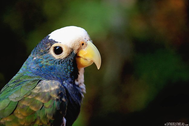 #Macaw Mountain_White-crowned parrot1