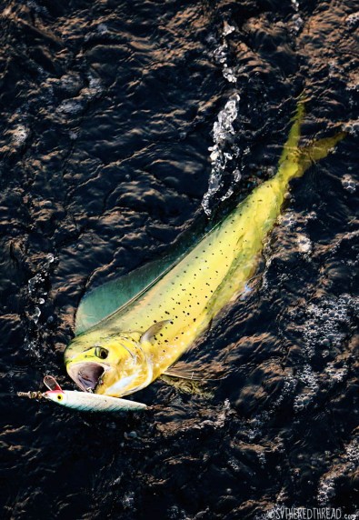 #Passage to Coco_Big bull dorado