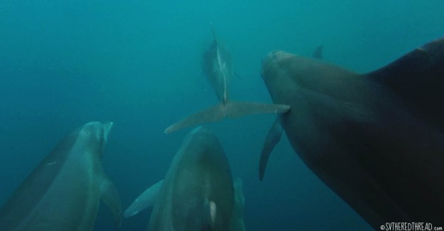 #Passage_Dominicalita's dolphins