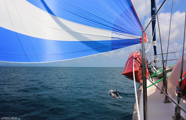 #Bahia Drake to Golfito_Dolphins + Gypsy