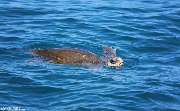 #Golfito, CR to Punta Balsa, Pan_Sea turtle
