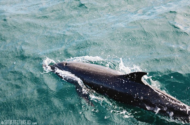 #Passage to Isla Parida_Phins!