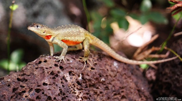 #San Cristoba_Lava lizard