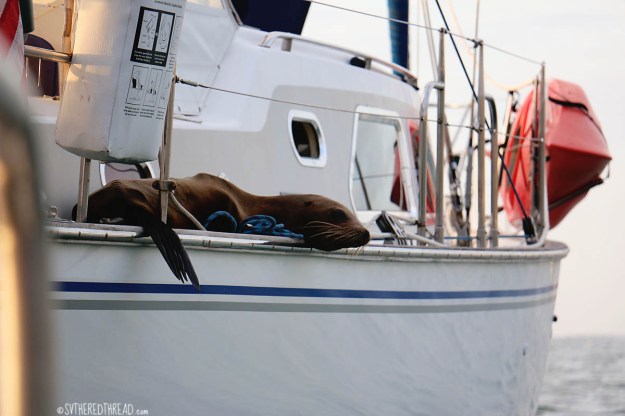 #San Cristobal_Freeloader