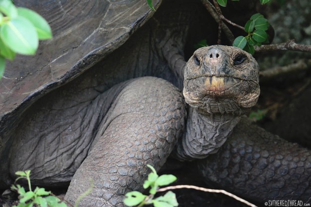 #San Cristobal_Galapaguera_Grand old face