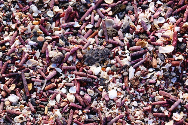 #San Cristobal_Playa Loberia_Lovely shells