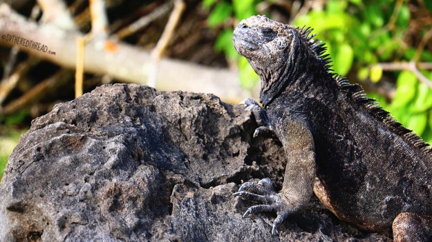 #San Cristobal_Playa Loberia_Marine iguana1