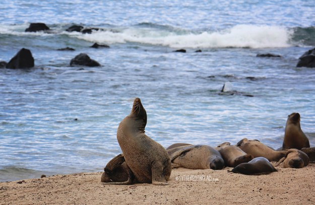 #San Cristobal_Sea lions1