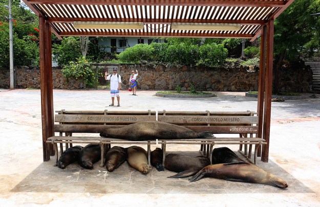#San Cristobal_Sea lions2