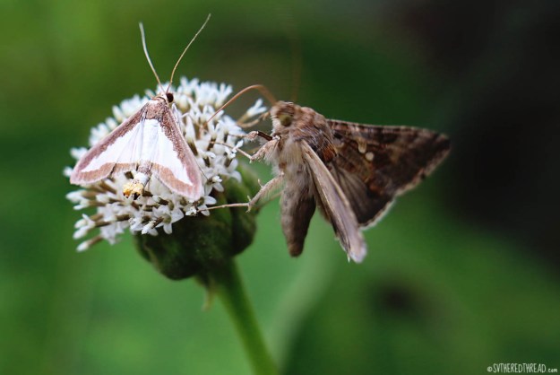 #Isla Santa Cruz_Highland butterflies
