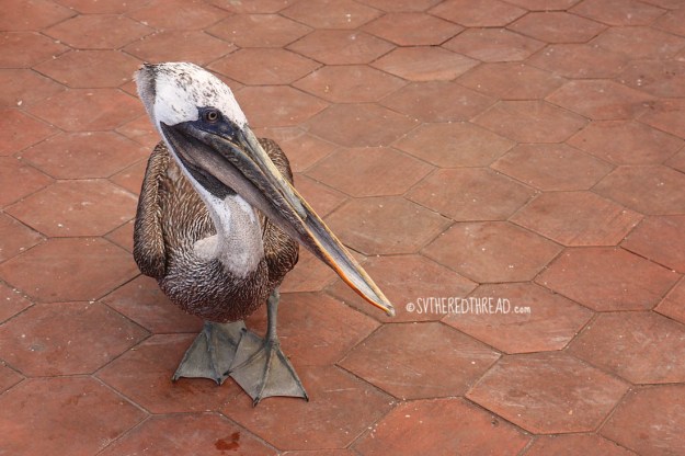 #Isla Santa Cruz_Puerto Ayora_Begging for scraps