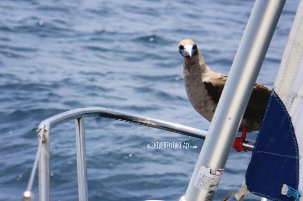 #Passage to Galapagos_Hitchhiker red-footed booby