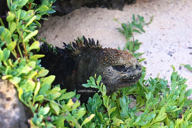 #San Cristobal_Playa Loberia_Imp of darkness