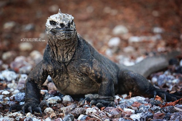 #Isla Isabela_A most handsome bloke