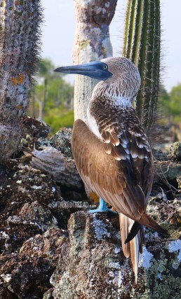 #Isla Isabela_Los Tunneles_Blue-footed boobie2