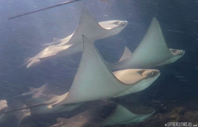 #Isla Isabela_Los Tunneles_Cownose rays2
