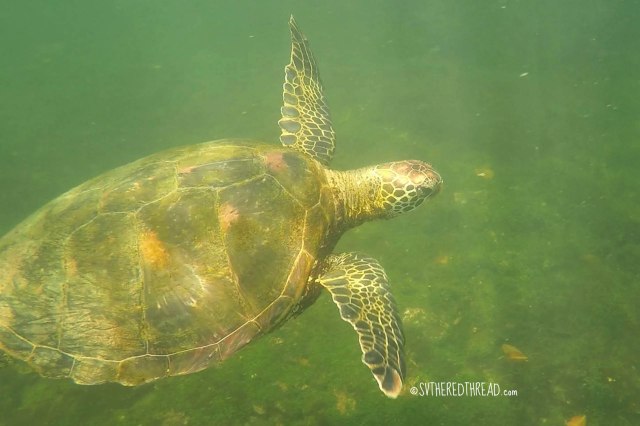 #Isla Isabela_Los Tunneles_Galapagos green turtle1