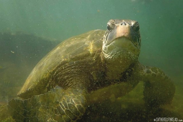#Isla Isabela_Los Tunneles_Galapagos green turtle2