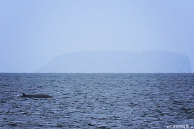 #Passage to Isla Isabela_Mysterious whale
